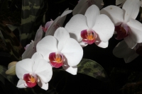 Sábado 22 de marzo del 2014. Tuxtla Gutiérrez. El jardÃn Botánico Faustino Miranda del parque Convivencia Infantil mantiene el orquideario abierto a los visitantes donde se exhibe una colección de estas flores de las selvas húmedas de México. Sábado 22 de marzo del 2014. Tuxtla Gutiérrez. El jardÃn Botánico Faustino Miranda del parque Convivencia Infantil mantiene el orquideario abierto a los visitantes donde se exhibe una colección de estas flores de las selvas húmedas de México.