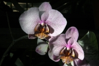 Sábado 22 de marzo del 2014. Tuxtla Gutiérrez. El jardÃn Botánico Faustino Miranda del parque Convivencia Infantil mantiene el orquideario abierto a los visitantes donde se exhibe una colección de estas flores de las selvas húmedas de México. Sábado 22 de marzo del 2014. Tuxtla Gutiérrez. El jardÃn Botánico Faustino Miranda del parque Convivencia Infantil mantiene el orquideario abierto a los visitantes donde se exhibe una colección de estas flores de las selvas húmedas de México.