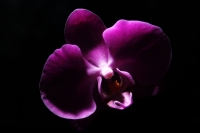 Sábado 16 de julio de 016. Tuxtla Gutiérrez. Orquídeas chiapanecas