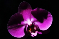 Sábado 16 de julio de 016. Tuxtla Gutiérrez. Orquídeas chiapanecas