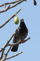 Miércoles 23 de febrero. Las palomas de la Plaza Central buscan refugio del calor en las ramas de los arboles al encontrarse secas las fuentes del centro de Tuxtla Gutiérrez.