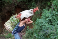Martes 19 de diciembre del 2017. Zinacatan, Chiapas. Los Floreros continúan con el recorrido de recolección de la Flor de Niluyarilo en las comunidades de la región de Los Altos de Chiapas continuando con el regreso hacia Chiapa de Corzo y Villa de íc Martes 19 de diciembre del 2017. Zinacatan, Chiapas. Los Floreros continúan con el recorrido de recolección de la Flor de Niluyarilo en las comunidades de la región de Los Altos de Chiapas continuando con el regreso hacia Chiapa de Corzo y Villa de íc