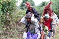 Martes 19 de diciembre del 2017. Zinacatan, Chiapas. Los Floreros continúan con el recorrido de recolección de la Flor de Niluyarilo en las comunidades de la región de Los Altos de Chiapas continuando con el regreso hacia Chiapa de Corzo y Villa de íc