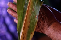 Viernes 6 de enero del 2016. Tuxtla Gutiérrez. La elaboración de los tamales de hoja de maíz, se elabora por las mujeres de la comunidad zoque mientras se lleva a cabo la Danza de los Pastores según la costumbre de la tradición zoque durante las celebraci