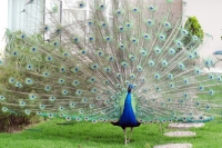 Lunes 18 de julio. El clima de la ciudad de San Cristóbal de las Casas sigue siendo tema de vida para los extranjeros y visitantes quienes tienen este lugar como un paraíso que permite el desarrollo de la flora y fauna así como excepcionales condiciones d