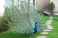 Lunes 18 de julio. El clima de la ciudad de San Cristóbal de las Casas sigue siendo tema de vida para los extranjeros y visitantes quienes tienen este lugar como un paraíso que permite el desarrollo de la flora y fauna así como excepcionales condiciones d