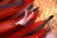 Jueves 23 de febrero del 2017. El penacho de la danza de la pluma de guacamaya. La elaboración del atuendo de los danzantes de la danza de la pluma de guacamaya o carnaval es elaborado siguiendo la ritualidad que es conservada y transmitida a las nuevas g