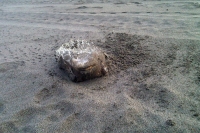 Martes 17 de agosto. Puerto Arista / Camacho / Habitantes de la zona turística de Puerto Arista muestran el desagrado y el temor hacia el mar debido a que han estado apareciendo peses muertos en las playas de este lugar de la costa chiapaneca.