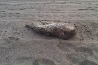 Martes 17 de agosto. Puerto Arista / Camacho / Habitantes de la zona turística de Puerto Arista muestran el desagrado y el temor hacia el mar debido a que han estado apareciendo peses muertos en las playas de este lugar de la costa chiapaneca.