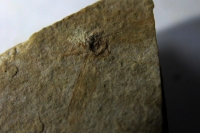 Miércoles 25 de abril del 2018. Tuxtla Gutiérrez. El Museo de Paleontologí­a de Chipas Eliseo Palacios Aguilera presenta este medio dí­a las nuevas piezas de estudio encontradas en la reserva paleontológica del Predio El Chango en el municipio de Ocosc