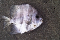 Martes 17 de agosto. Puerto Arista / Camacho / Habitantes de la zona turística de Puerto Arista muestran el desagrado y el temor hacia el mar debido a que han estado apareciendo peses muertos en las playas de este lugar de la costa chiapaneca.