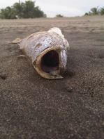 Martes 17 de agosto. Puerto Arista / Camacho / Habitantes de la zona turística de Puerto Arista muestran el desagrado y el temor hacia el mar debido a que han estado apareciendo peses muertos en las playas de este lugar de la costa chiapaneca.