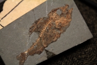 Miércoles 25 de abril del 2018. Tuxtla Gutiérrez. El Museo de Paleontologí­a de Chipas Eliseo Palacios Aguilera presenta este medio dí­a las nuevas piezas de estudio encontradas en la reserva paleontológica del Predio El Chango en el municipio de Ocosc