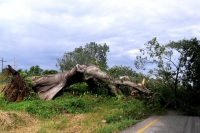 Árboles caídos y derrumbes presentes en varias carreteras del estado, en esta imagen un árbol bloquea la carretera en las cercanías de la ciudad de Pijijiapan en la costa chiapaneca