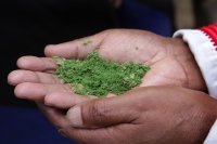 Viernes 10 de octubre del 2014. San Cristóbal de las Casas. La Mixtura de tabaco silvestre y cal, según algonos escritores, es el ingrediente principal en la elaboración de este bocado de uso tradicional en algunas comunidades indÃgenas de Chiapas. Viernes 10 de octubre del 2014. San Cristóbal de las Casas. La Mixtura de tabaco silvestre y cal, según algonos escritores, es el ingrediente principal en la elaboración de este bocado de uso tradicional en algunas comunidades indÃgenas de Chiapas.