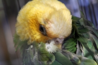 Viernes 6 de febrero del 2015. Tuxtla Gutiérrez. Traficantes maquillan aves. Los traficantes de animales exóticos maquillan y pintan el plumaje de aves para venderlas en el mercado negro internacional. Durante el decomiso de 17 loros y guacamayas las cual