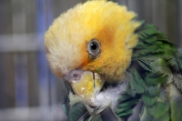 Viernes 6 de febrero del 2015. Tuxtla Gutiérrez. Traficantes maquillan aves. Los traficantes de animales exóticos maquillan y pintan el plumaje de aves para venderlas en el mercado negro internacional. Durante el decomiso de 17 loros y guacamayas las cual