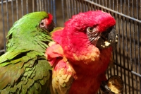 Viernes 6 de febrero del 2015. Tuxtla Gutiérrez. Traficantes maquillan aves. Los traficantes de animales exóticos maquillan y pintan el plumaje de aves para venderlas en el mercado negro internacional. Durante el decomiso de 17 loros y guacamayas las cual