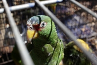 Viernes 6 de febrero del 2015. Tuxtla Gutiérrez. Traficantes maquillan aves. Los traficantes de animales exóticos maquillan y pintan el plumaje de aves para venderlas en el mercado negro internacional. Durante el decomiso de 17 loros y guacamayas las cual