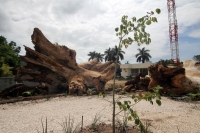 Jueves 11 de julio del 2013. Tuxtla Gutiérrez, Chiapas. Esta mañana fue sembrado un árbol de Ceiba en el lugar que su milenaria predecesora ubicara la entrada a la capital del estado de Chiapas. La Pochota envenenada y sacrificada durante la administració Jueves 11 de julio del 2013. Tuxtla Gutiérrez, Chiapas. Esta mañana fue sembrado un árbol de Ceiba en el lugar que su milenaria predecesora ubicara la entrada a la capital del estado de Chiapas. La Pochota envenenada y sacrificada durante la administració