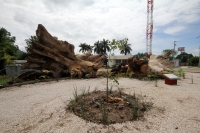 Jueves 11 de julio del 2013. Tuxtla Gutiérrez, Chiapas. Esta mañana fue sembrado un árbol de Ceiba en el lugar que su milenaria predecesora ubicara la entrada a la capital del estado de Chiapas. La Pochota envenenada y sacrificada durante la administració