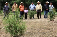 Julio del 2014. Villaflores. El Portillo es la comunidad ubicada en la frailesca que es precursora de la reforestación y reproducción de los árboles del Ahuehuete o Sabino.