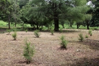 Julio del 2014. Villaflores. El Portillo es la comunidad ubicada en la frailesca que es precursora de la reforestación y reproducción de los árboles del Ahuehuete o Sabino.