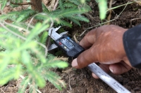 Julio del 2014. Villaflores. El Portillo es la comunidad ubicada en la frailesca que es precursora de la reforestación y reproducción de los árboles del Ahuehuete o Sabino.