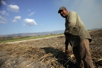 Martes 8 de febrero. Las labores de limpia de los terrenos de cultivo para la caña de azúcar en San Francisco Pujiltic se llevan a cabo por trabajadores eventuales entre los que se pueden observar indígenas de los altos, campesinos migrantes de Centro-Amé