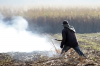 Martes 8 de febrero. Las labores de limpia de los terrenos de cultivo para la caña de azúcar en San Francisco Pujiltic se llevan a cabo por trabajadores eventuales entre los que se pueden observar indígenas de los altos, campesinos migrantes de Centro-Amé