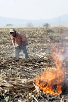 Martes 8 de febrero. Las labores de limpia de los terrenos de cultivo para la caña de azúcar en San Francisco Pujiltic se llevan a cabo por trabajadores eventuales entre los que se pueden observar indígenas de los altos, campesinos migrantes de Centro-Amé