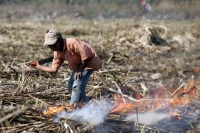 Martes 8 de febrero. Las labores de limpia de los terrenos de cultivo para la caña de azúcar en San Francisco Pujiltic se llevan a cabo por trabajadores eventuales entre los que se pueden observar indígenas de los altos, campesinos migrantes de Centro-Amé