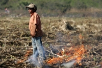 Martes 8 de febrero. Las labores de limpia de los terrenos de cultivo para la caña de azúcar en San Francisco Pujiltic se llevan a cabo por trabajadores eventuales entre los que se pueden observar indígenas de los altos, campesinos migrantes de Centro-Amé