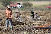 Martes 8 de febrero. Las labores de limpia de los terrenos de cultivo para la caña de azúcar en San Francisco Pujiltic se llevan a cabo por trabajadores eventuales entre los que se pueden observar indígenas de los altos, campesinos migrantes de Centro-Amé