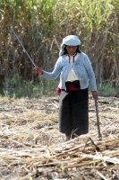 Martes 8 de febrero. Las labores de limpia de los terrenos de cultivo para la caña de azúcar en San Francisco Pujiltic se llevan a cabo por trabajadores eventuales entre los que se pueden observar indígenas de los altos, campesinos migrantes de Centro-Amé