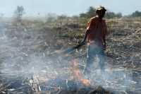 Martes 8 de febrero. Las labores de limpia de los terrenos de cultivo para la caña de azúcar en San Francisco Pujiltic se llevan a cabo por trabajadores eventuales entre los que se pueden observar indígenas de los altos, campesinos migrantes de Centro-Amé