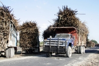 Martes 8 de febrero. Las labores de limpia de los terrenos de cultivo para la caña de azúcar en San Francisco Pujiltic se llevan a cabo por trabajadores eventuales entre los que se pueden observar indígenas de los altos, campesinos migrantes de Centro-Amé