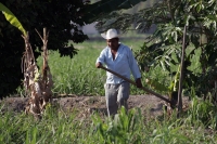 Martes 8 de febrero. Las labores de limpia de los terrenos de cultivo para la caña de azúcar en San Francisco Pujiltic se llevan a cabo por trabajadores eventuales entre los que se pueden observar indígenas de los altos, campesinos migrantes de Centro-Amé