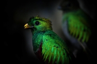 Lunes 27 de diciembre. Las crías del quetzal que nacieron este año en las instalaciones del Zoológico Miguel Álvarez del Toro han sido trasladadas junto con otras crías de años anteriores para su exhibición y se da a conocer la campaña para buscar el nomb