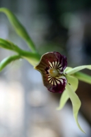 Foto/Lulú chavez. Orquidea de Uma ubicada en el Plan Maestro Forestal Los Ococotones, Cintalapa Chiapas