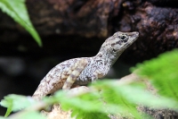 Miércoles 27 de abril. Los reptiles y lagartos son de los especímenes que más ejemplares son vistos en las salas de exposición en el ZOOMAT