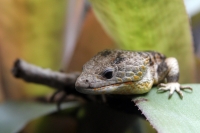 Miércoles 27 de abril. Los reptiles y lagartos son de los especímenes que más ejemplares son vistos en las salas de exposición en el ZOOMAT