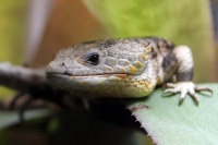 Miércoles 27 de abril. Los reptiles y lagartos son de los especímenes que más ejemplares son vistos en las salas de exposición en el ZOOMAT