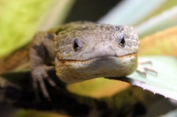 Miércoles 27 de abril. Los reptiles y lagartos son de los especímenes que más ejemplares son vistos en las salas de exposición en el ZOOMAT