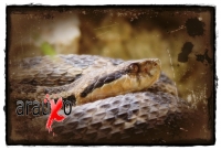 Miércoles 27 de abril. Los reptiles y lagartos son de los especímenes que más ejemplares son vistos en las salas de exposición en el ZOOMAT