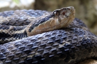 Miércoles 27 de abril. Los reptiles y lagartos son de los especímenes que más ejemplares son vistos en las salas de exposición en el ZOOMAT