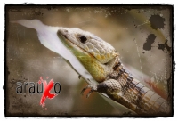Miércoles 27 de abril. Los reptiles y lagartos son de los especímenes que más ejemplares son vistos en las salas de exposición en el ZOOMAT