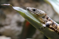Miércoles 27 de abril. Los reptiles y lagartos son de los especímenes que más ejemplares son vistos en las salas de exposición en el ZOOMAT