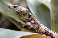 Miércoles 27 de abril. Los reptiles y lagartos son de los especímenes que más ejemplares son vistos en las salas de exposición en el ZOOMAT