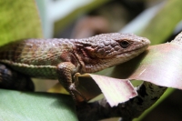 Miércoles 27 de abril. Los reptiles y lagartos son de los especÃmenes que más ejemplares son vistos en las salas de exposición en el ZOOMAT Miércoles 27 de abril. Los reptiles y lagartos son de los especÃmenes que más ejemplares son vistos en las salas de exposición en el ZOOMAT